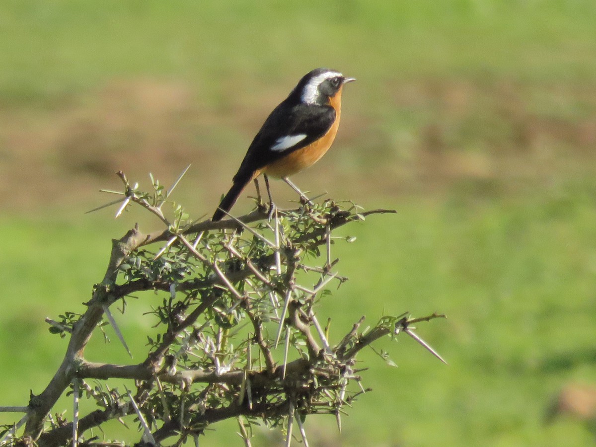 Moussier's Redstart - ML129507861