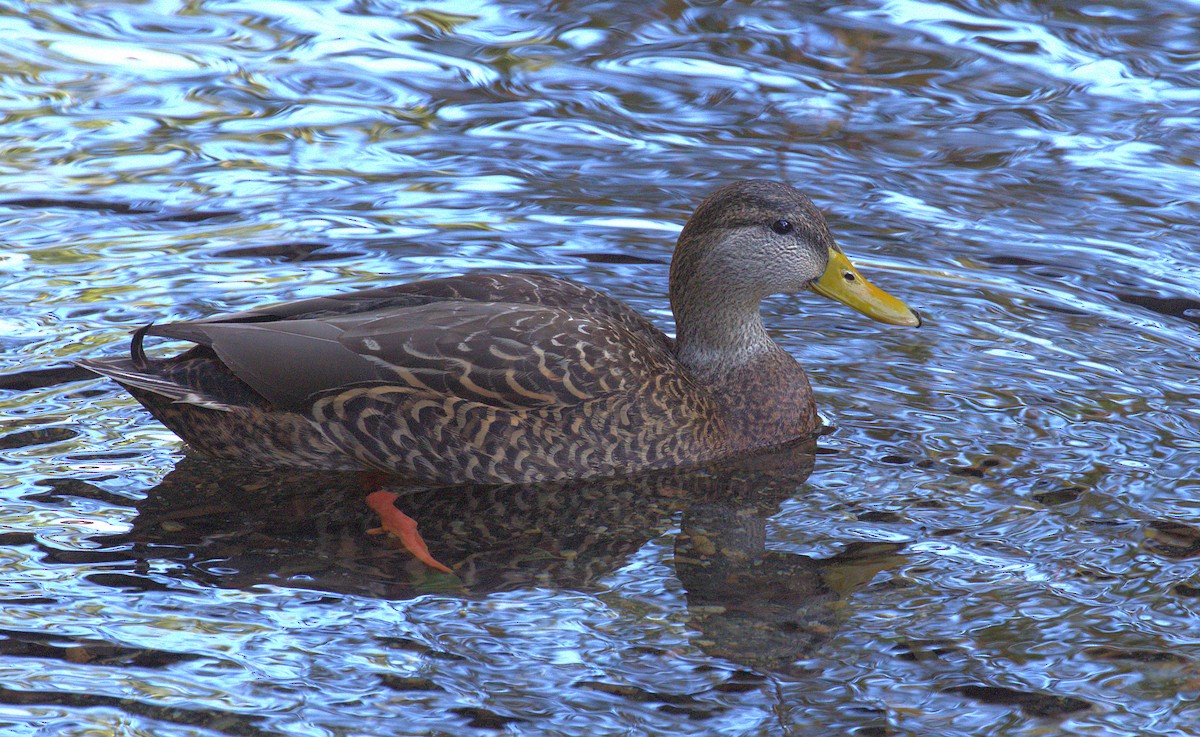 Mexican Duck - ML129508021