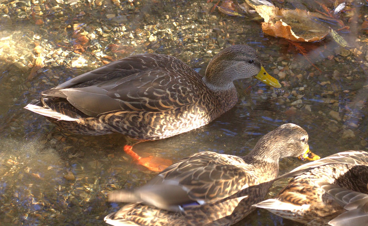 Canard du Mexique - ML129508081