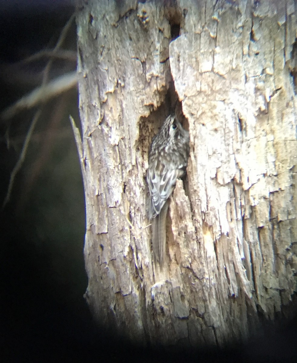 Brown Creeper - ML129508461