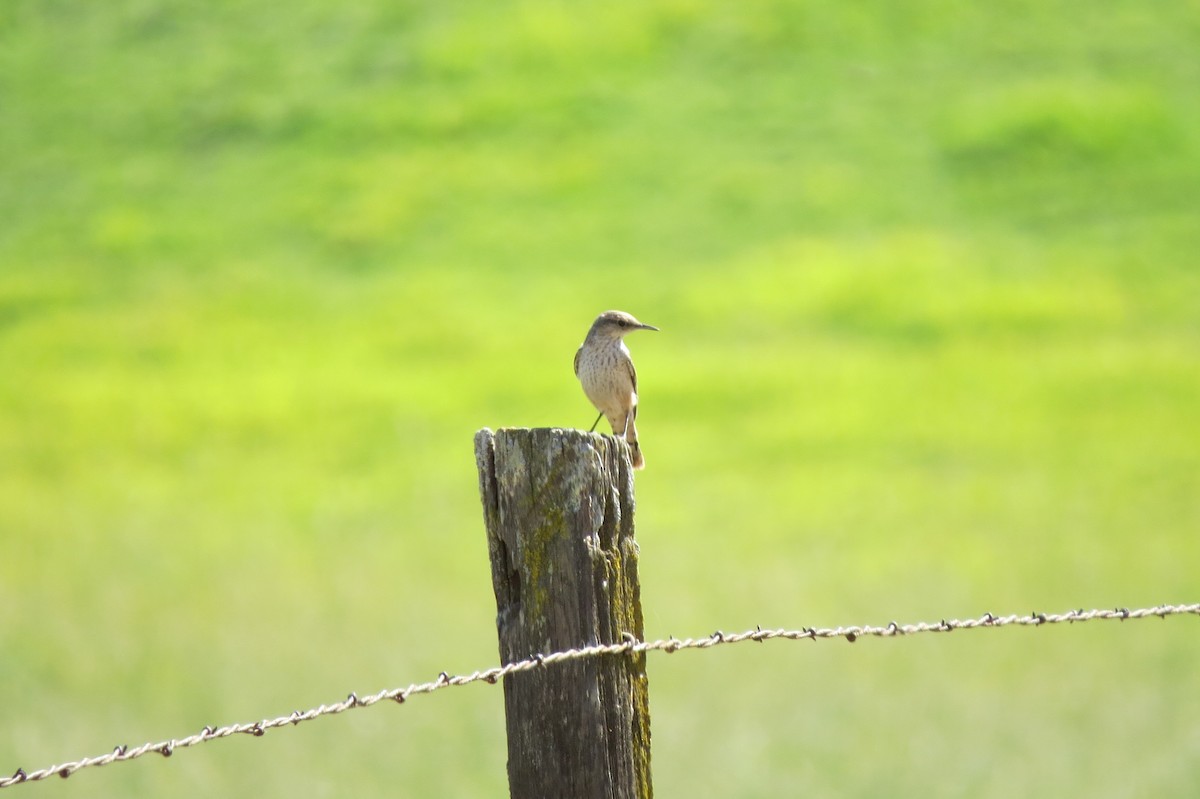 Rock Wren - ML129508651