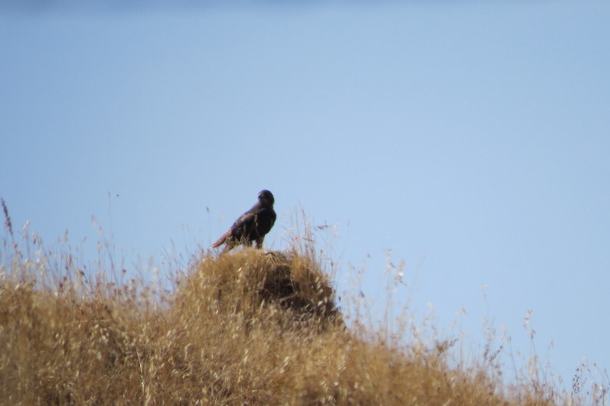 Red-tailed Hawk - ML129508751