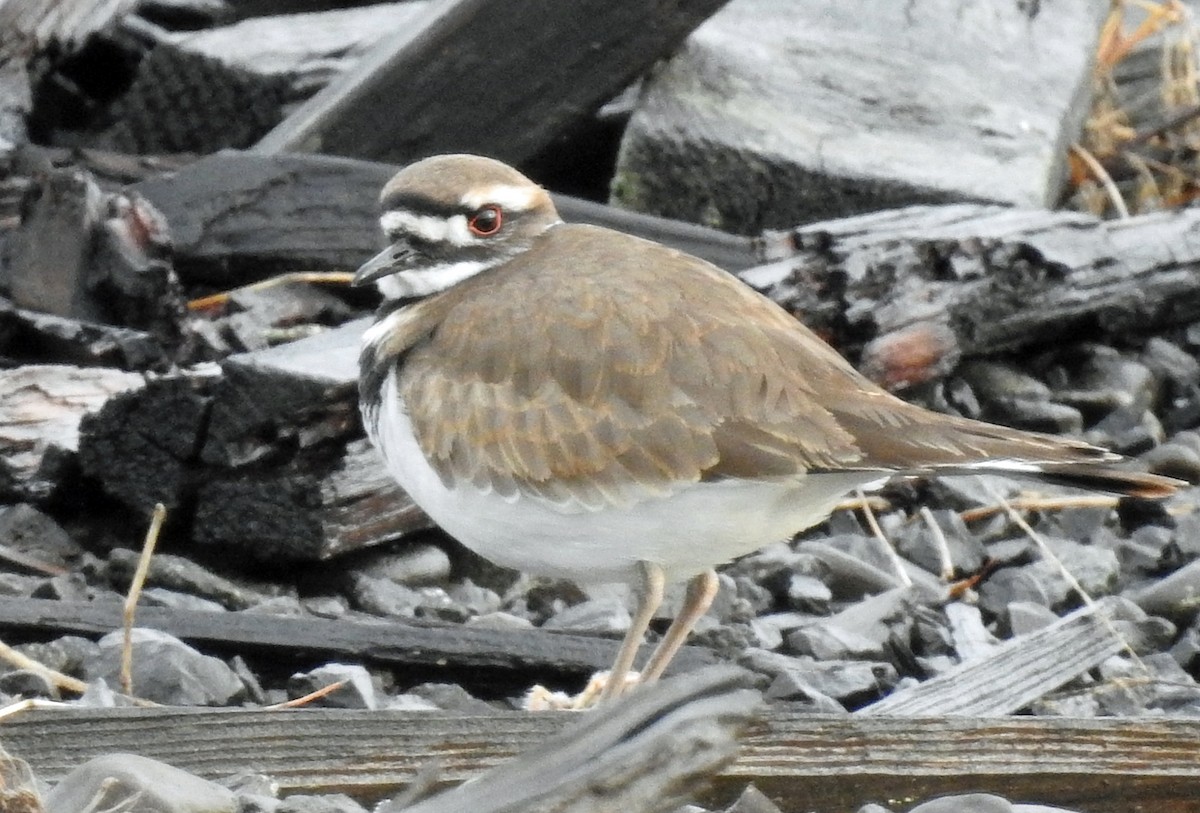 Killdeer - ML129509781