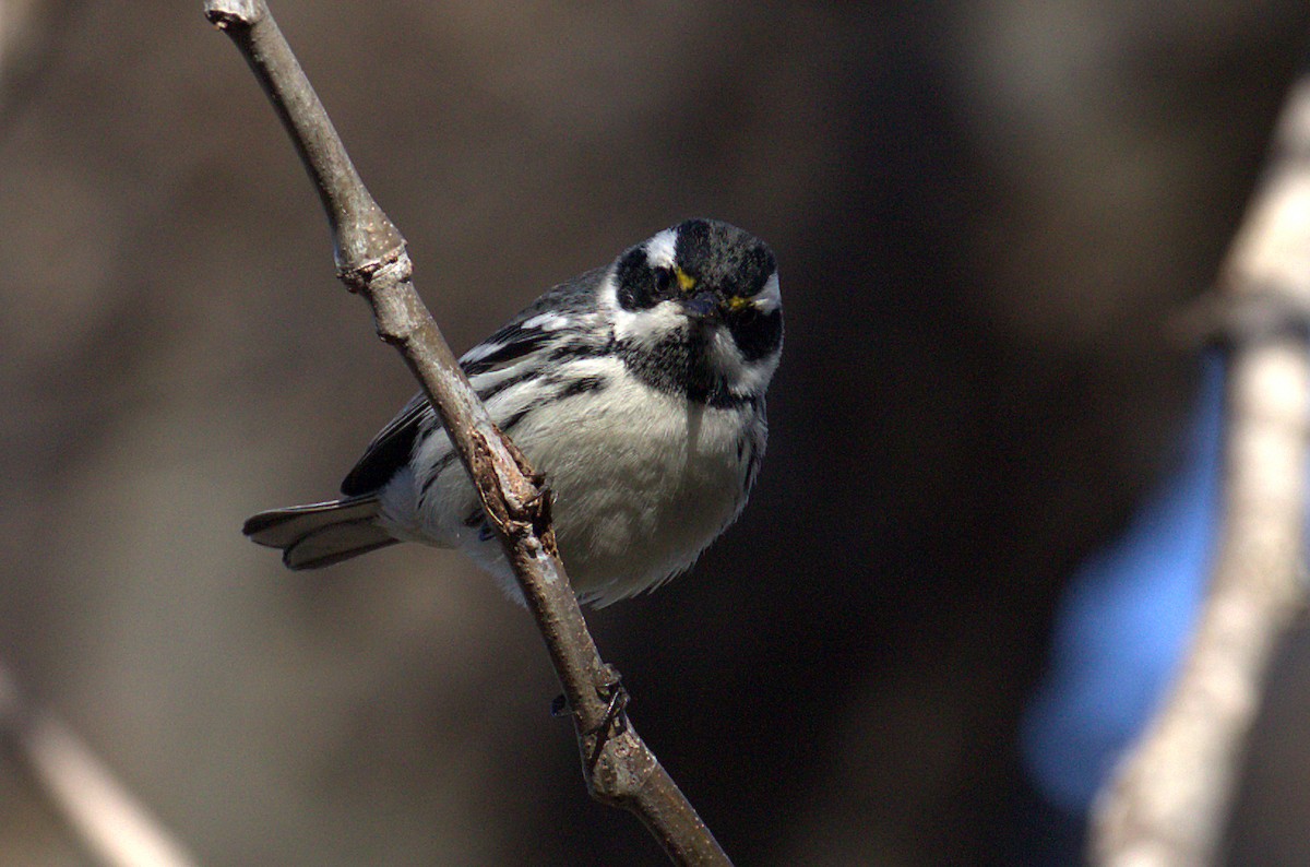 Black-throated Gray Warbler - ML129510101