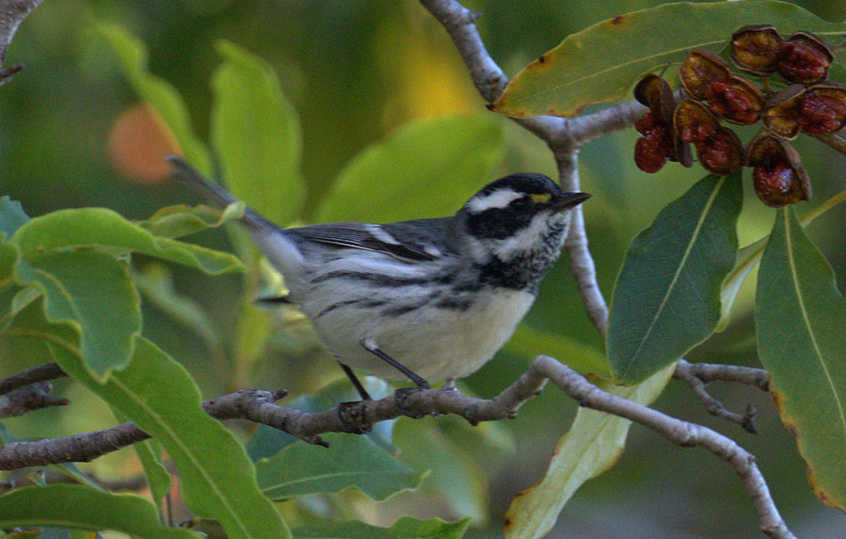 Black-throated Gray Warbler - ML129510121