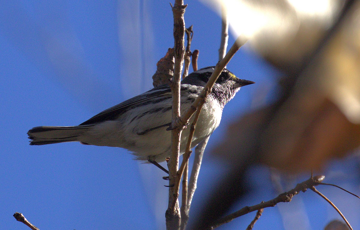 Black-throated Gray Warbler - ML129510131