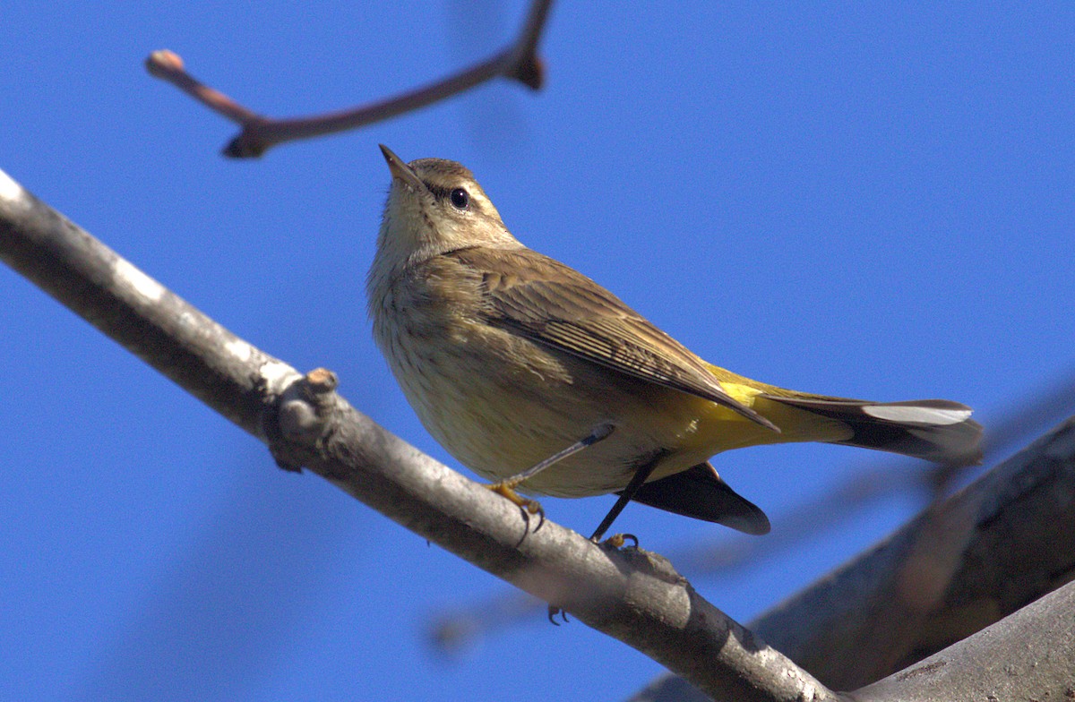 Palm Warbler (Western) - ML129510871