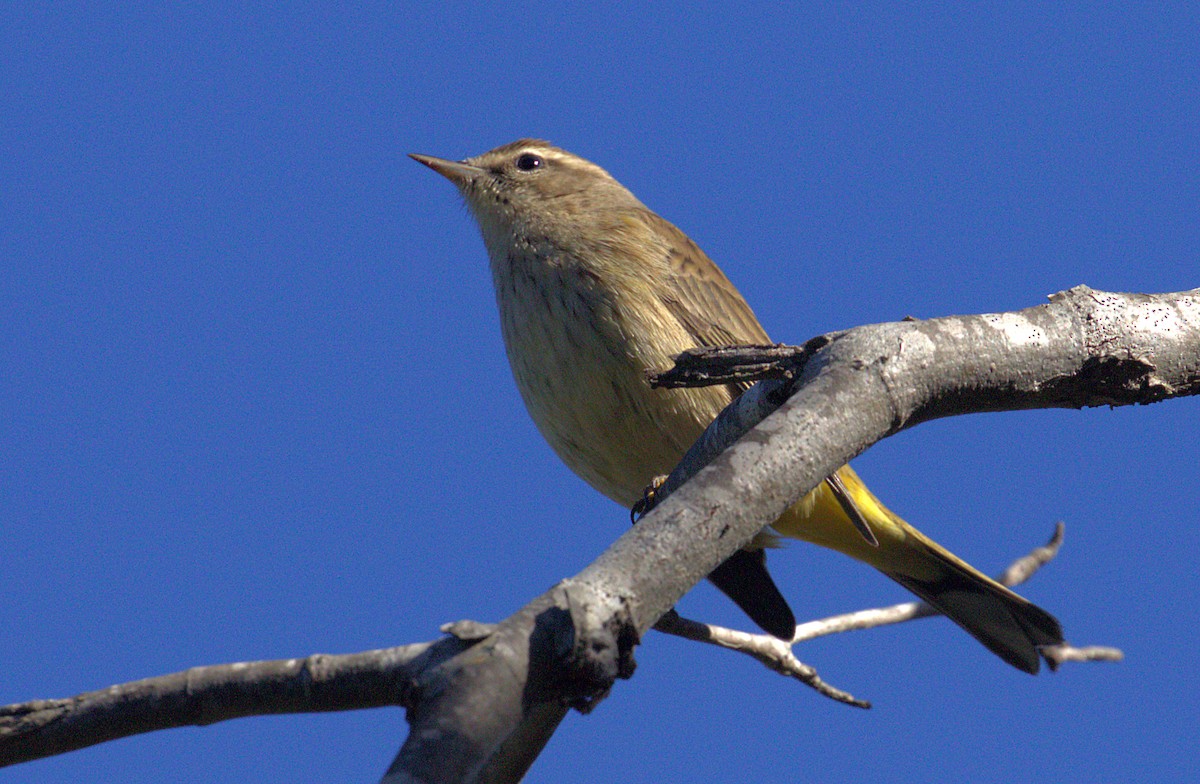 Palm Warbler (Western) - ML129510891