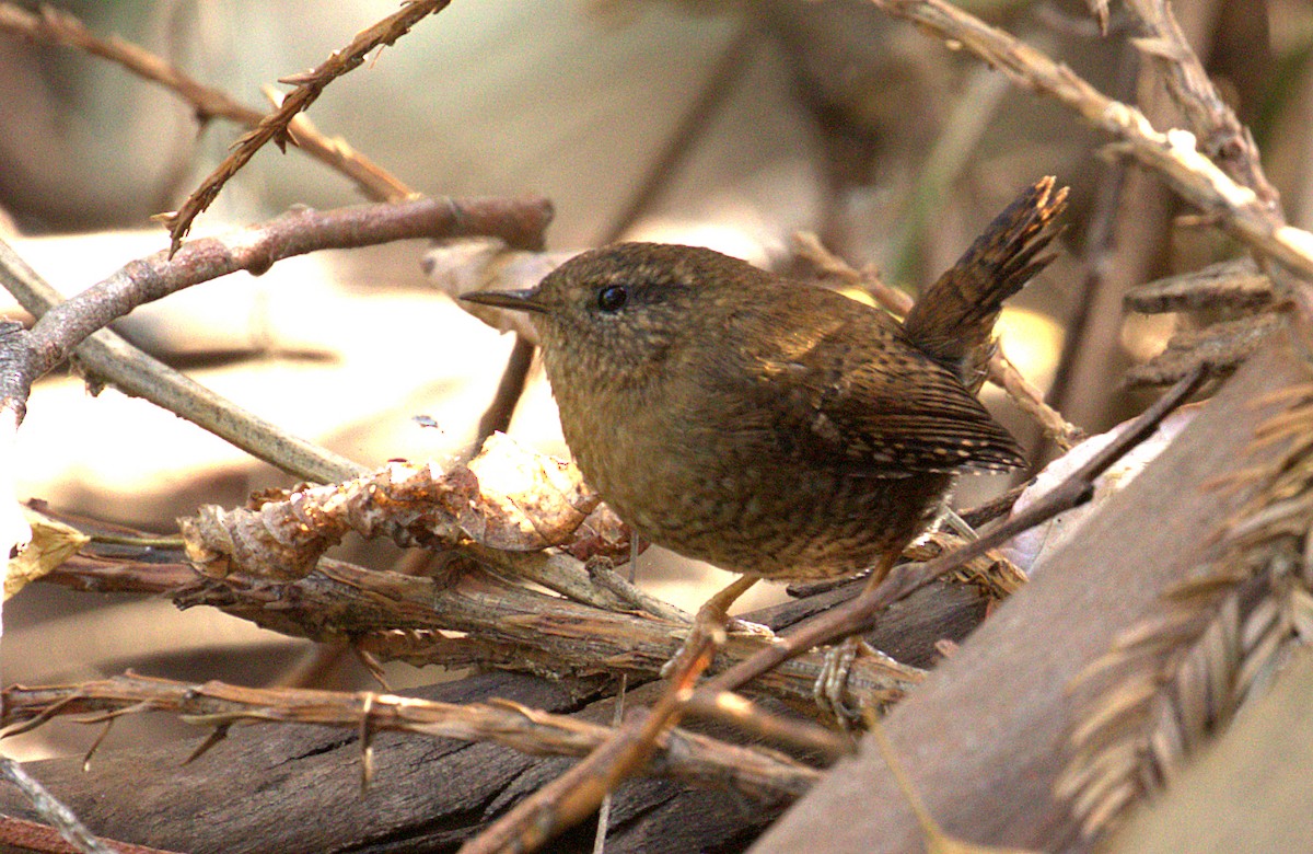 Pacific Wren - ML129512031