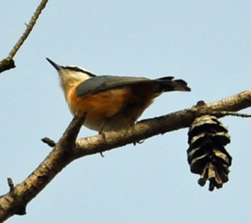 Red-breasted Nuthatch - ML129512091