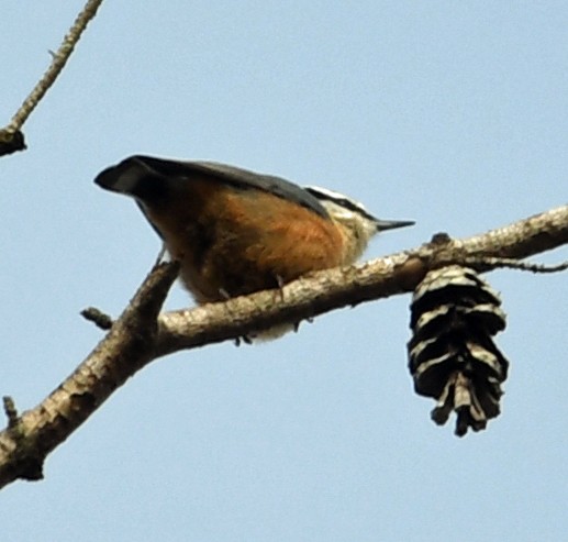 Red-breasted Nuthatch - ML129512101