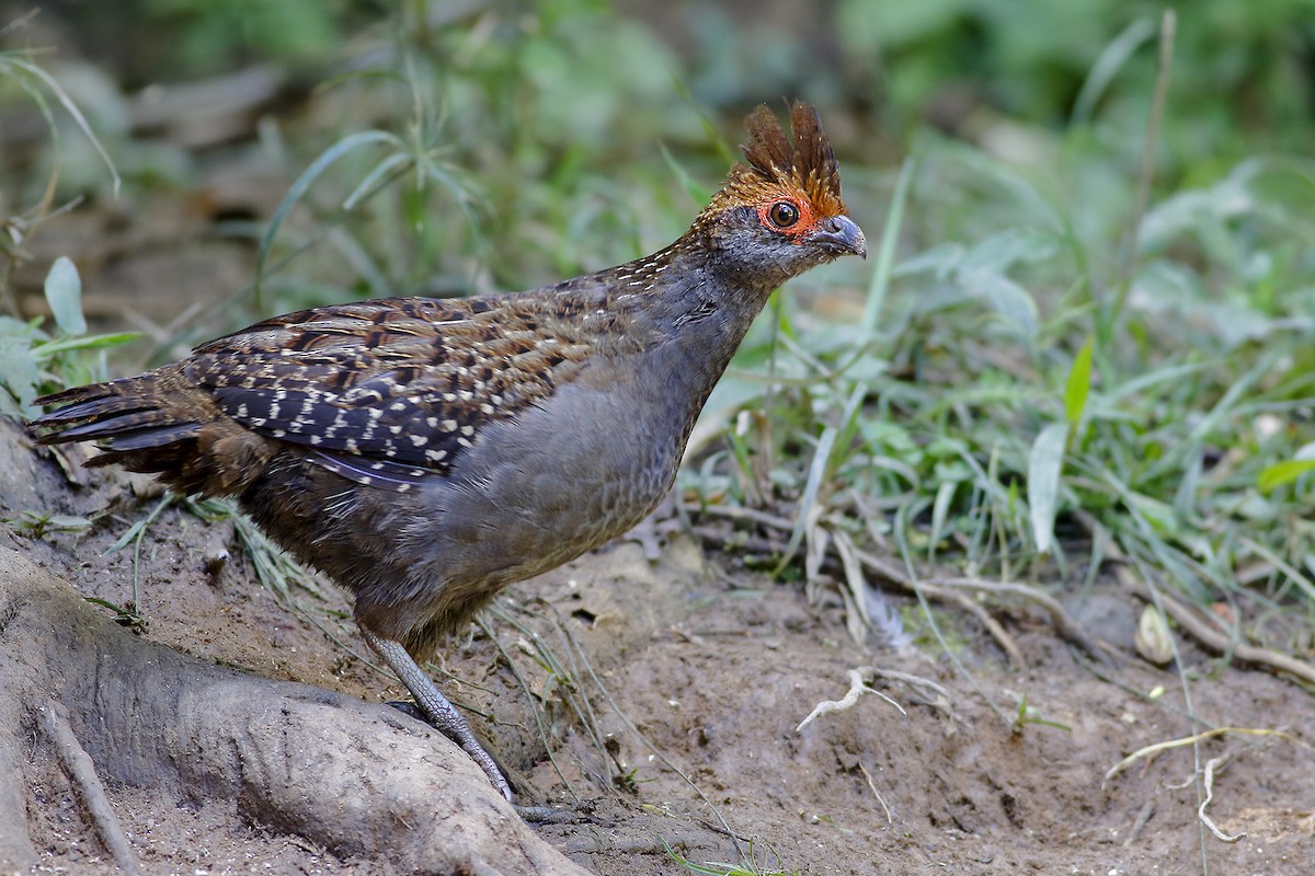 Spot-winged Wood-Quail - ML129512421