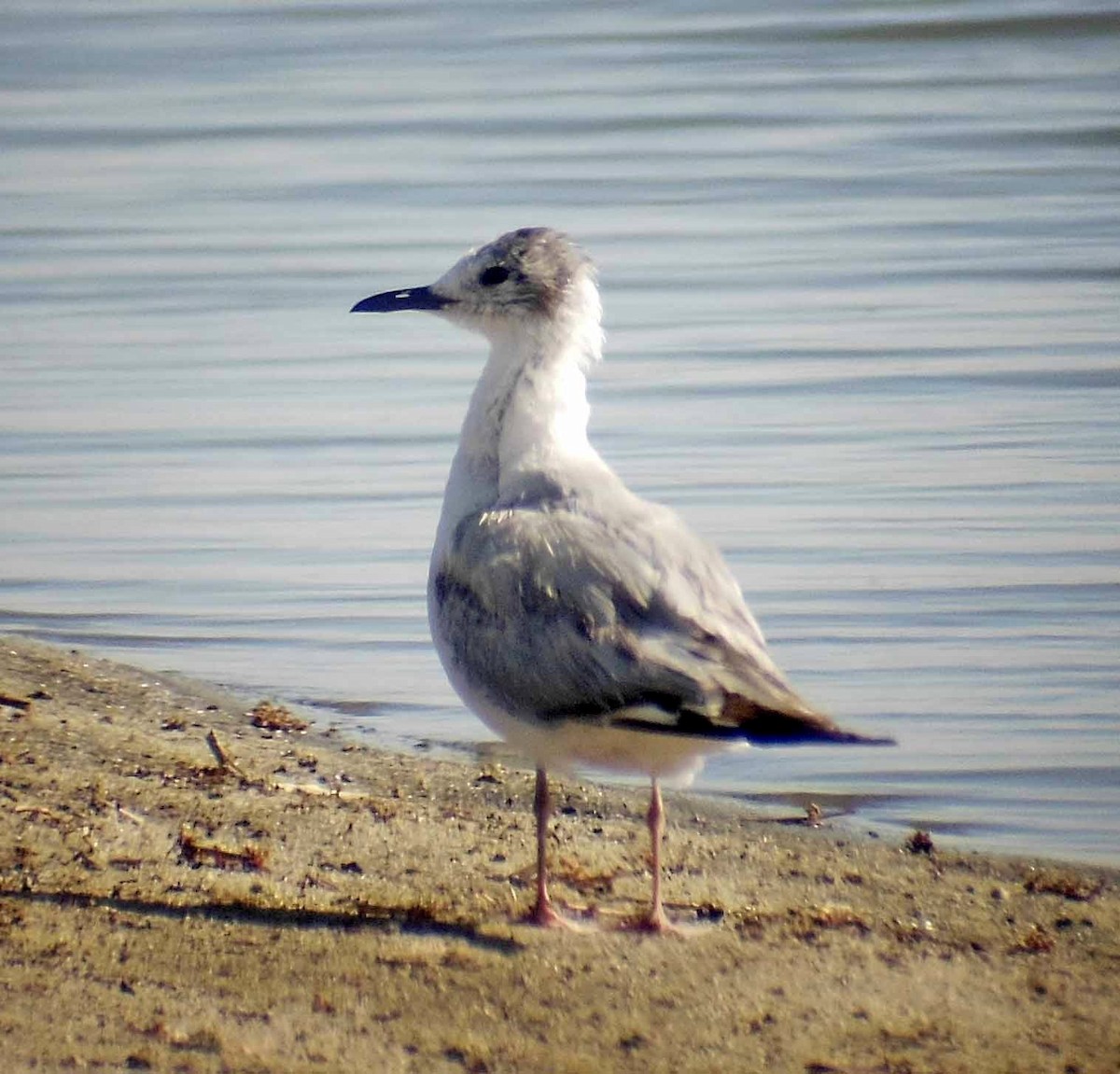 Bonaparte's Gull - ML129512551