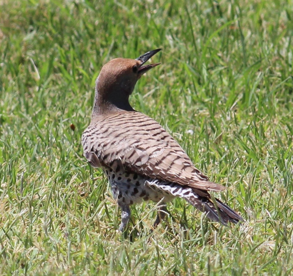 Gilded Flicker - ML129512971