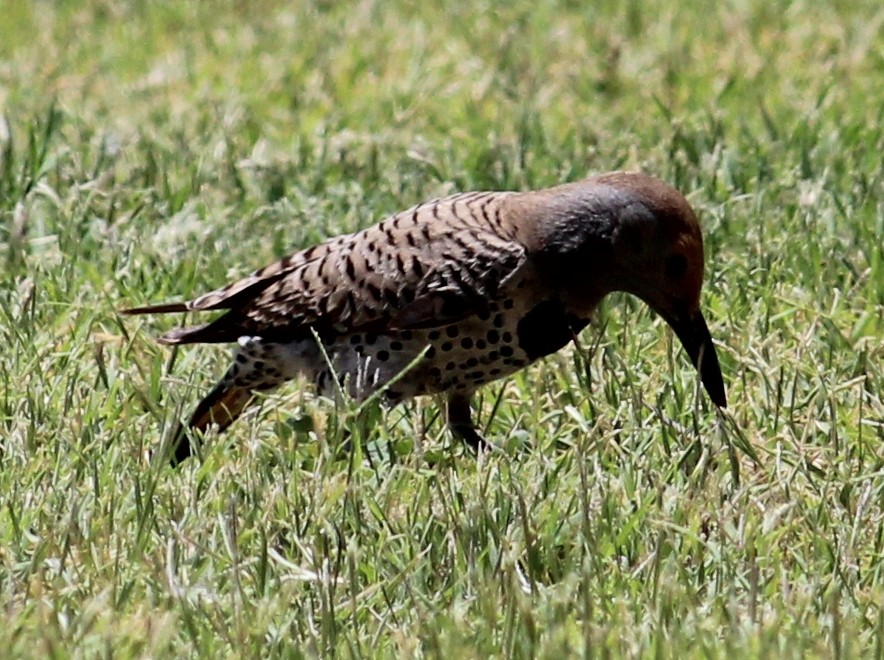 Gilded Flicker - Tom Benson