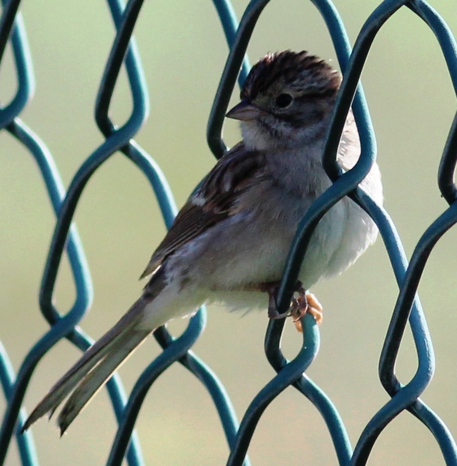 Brewer's Sparrow - ML129513571