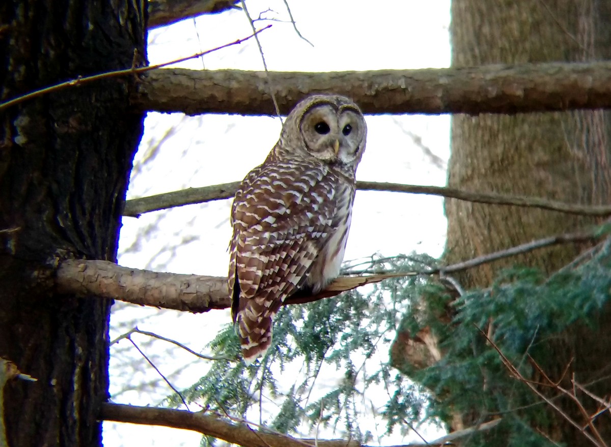 Barred Owl - ML129513761