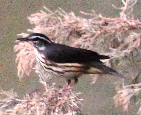 Louisiana Waterthrush - Tom Benson