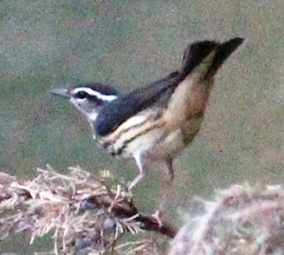 Louisiana Waterthrush - ML129513861