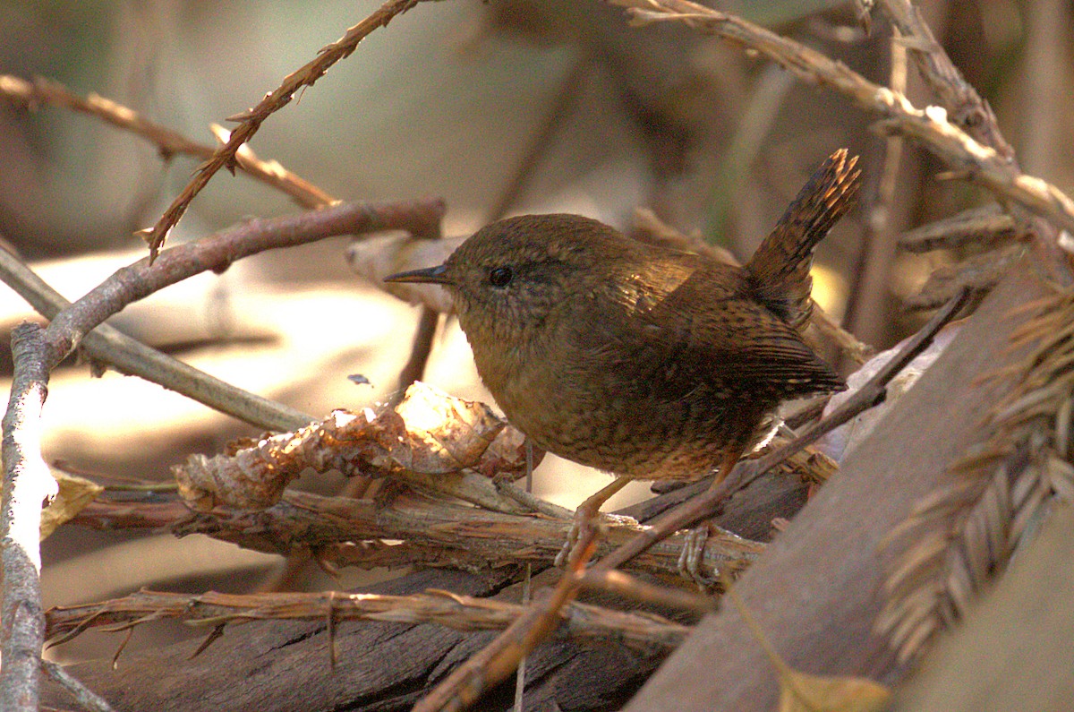 Pacific Wren - ML129513871