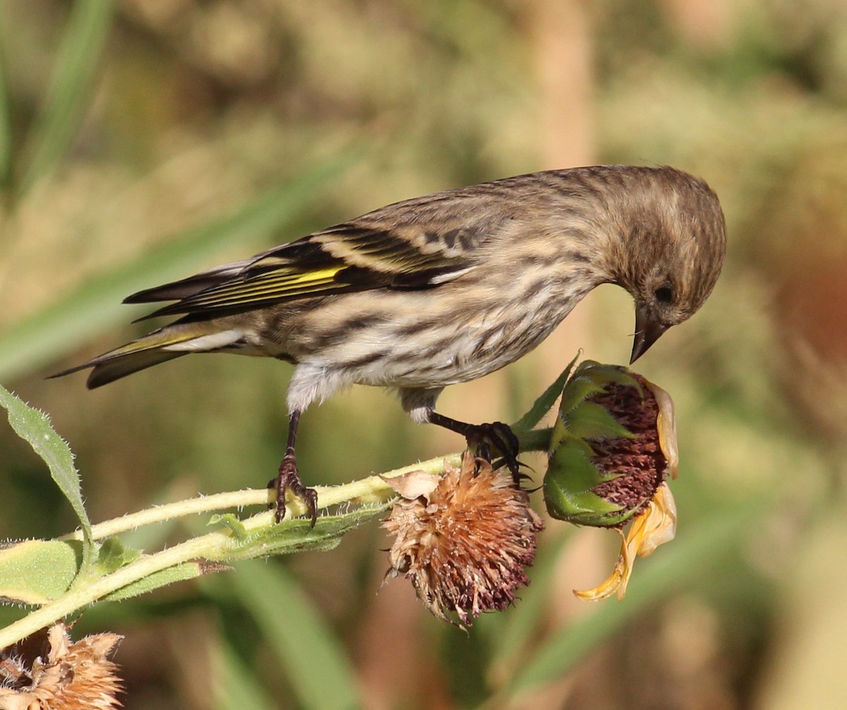 Pine Siskin - ML129514171