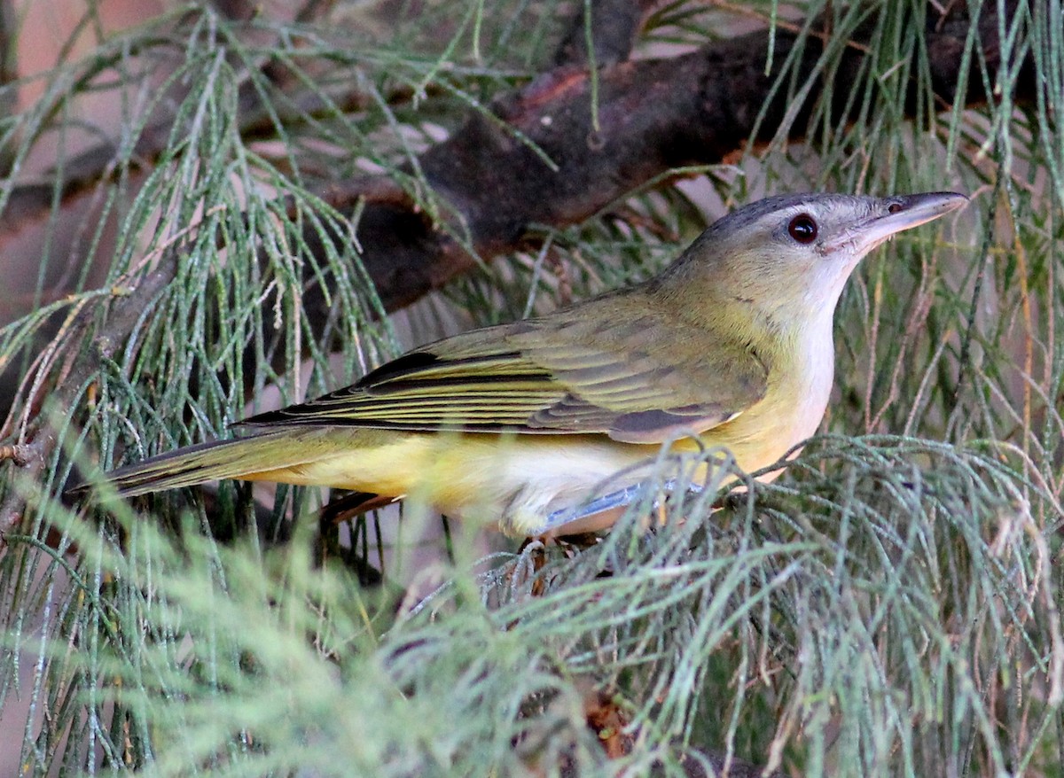 Viréo jaune-verdâtre - ML129514381