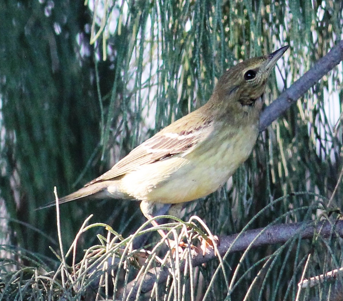 Paruline rayée - ML129514411