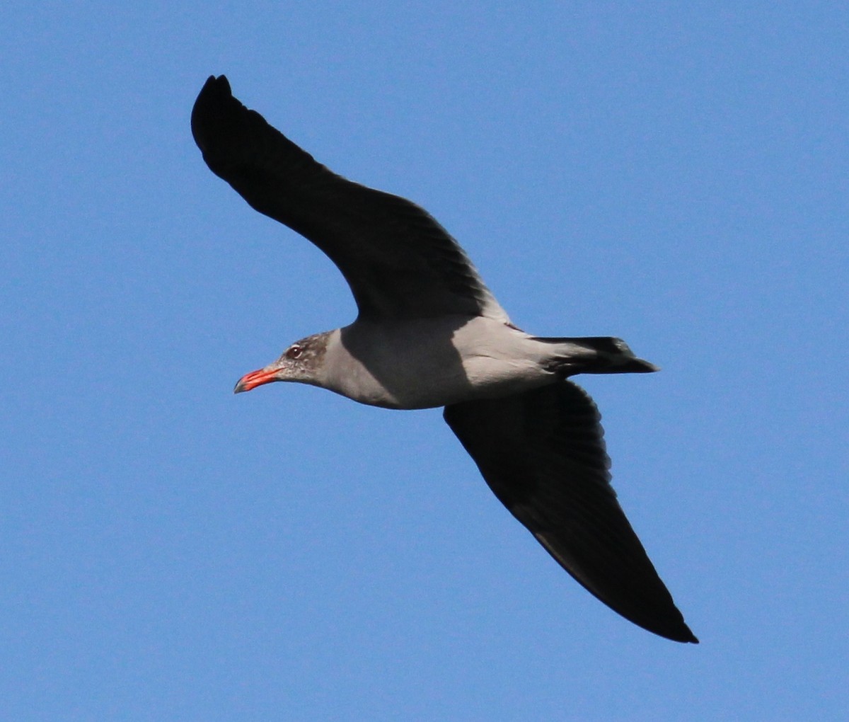 Heermann's Gull - ML129514651