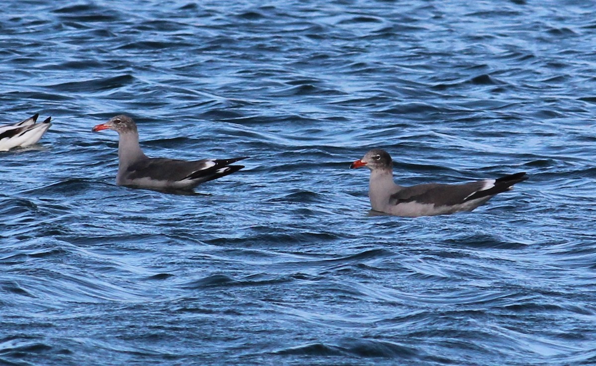 Heermann's Gull - ML129514671