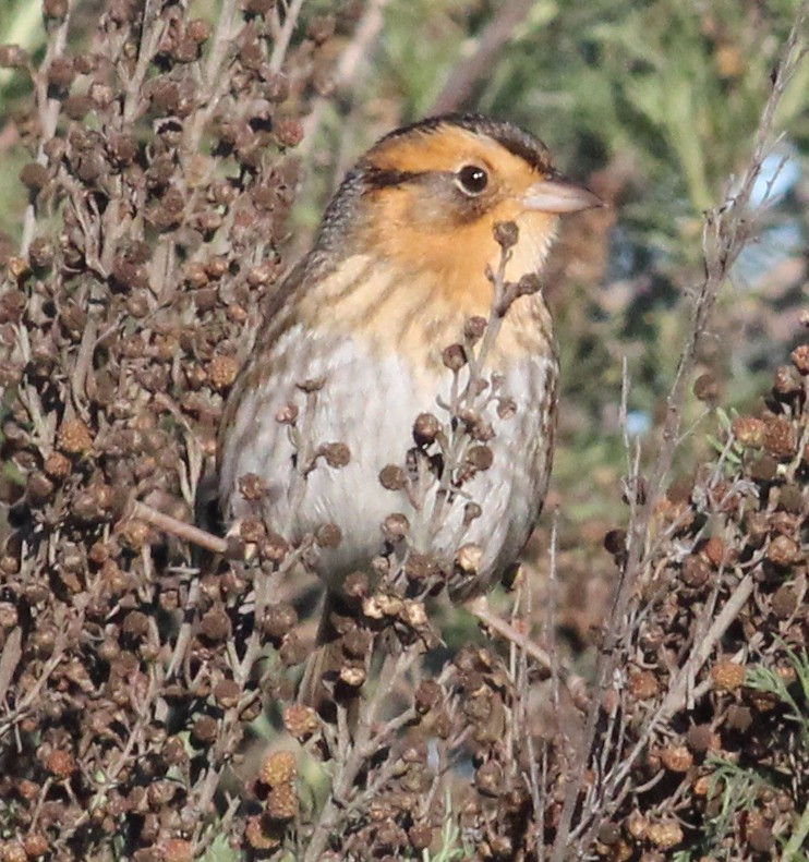 Nelson's Sparrow - Tom Benson