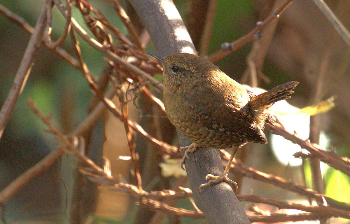 Pacific Wren - ML129515631