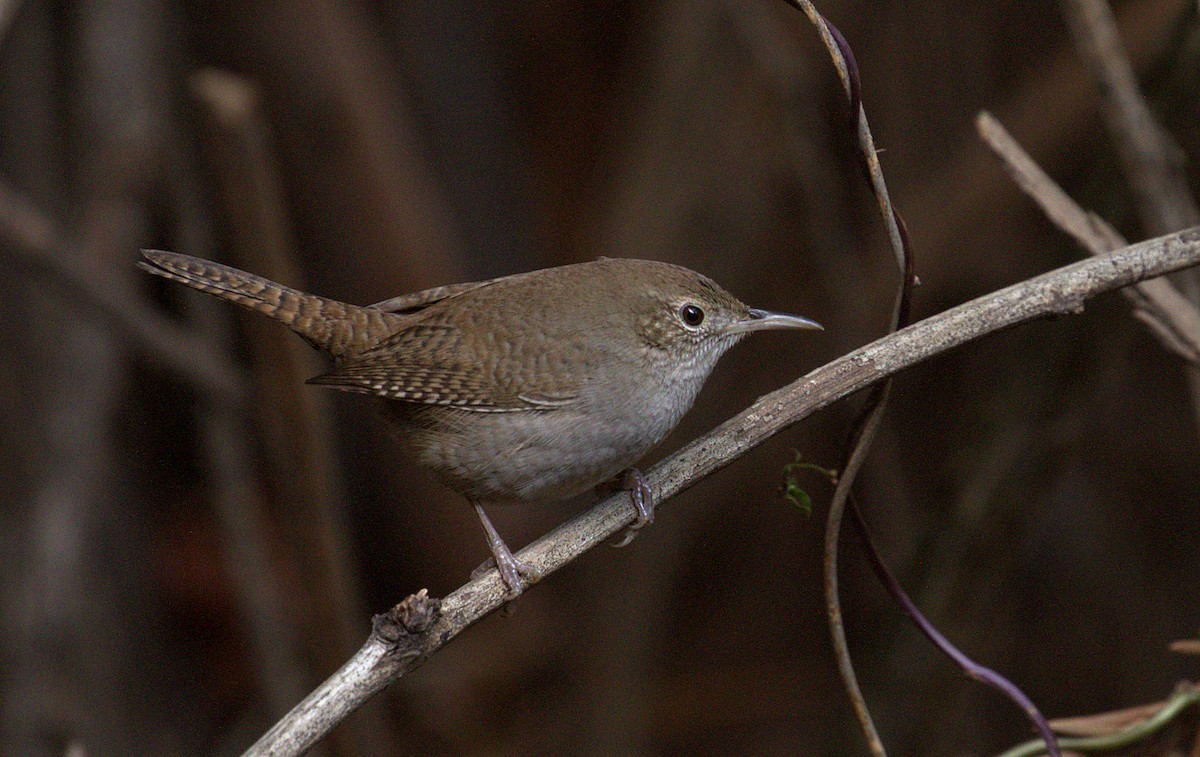 Northern House Wren - ML129515711