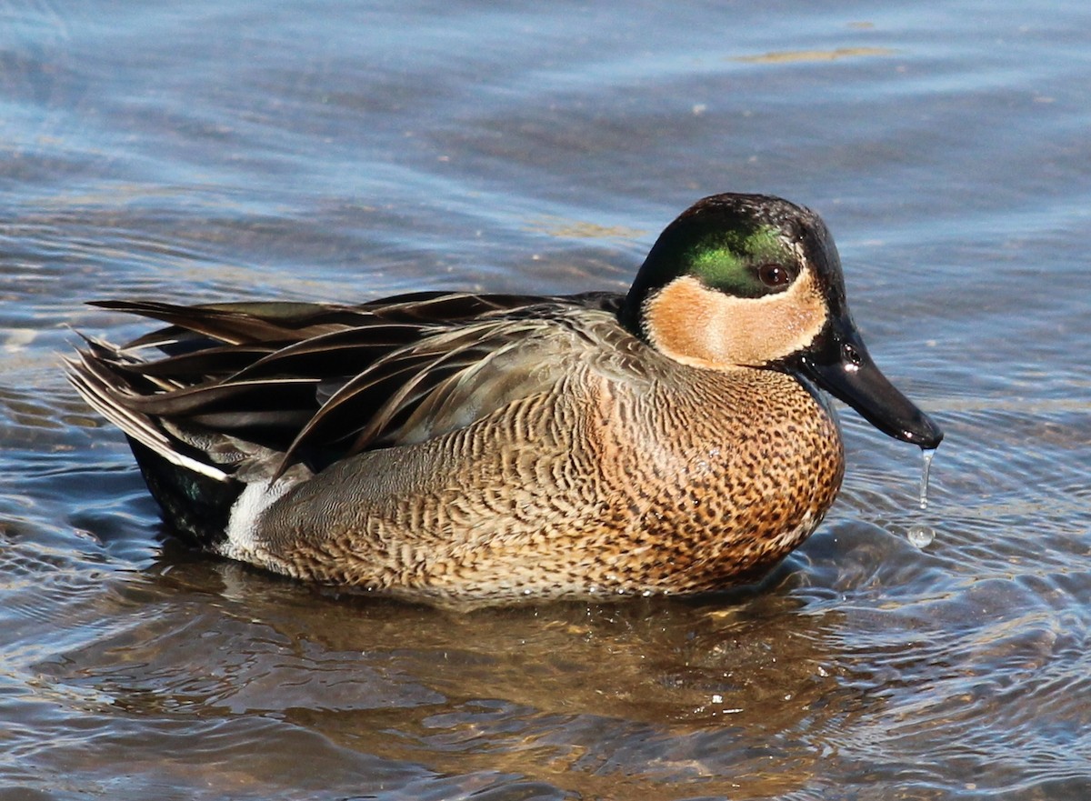 Blue-winged x Green-winged Teal (hybrid) - ML129516101
