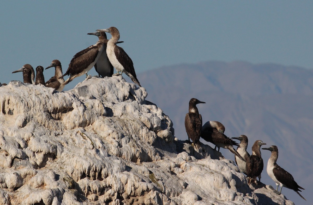 Blue-footed Booby - ML129517831