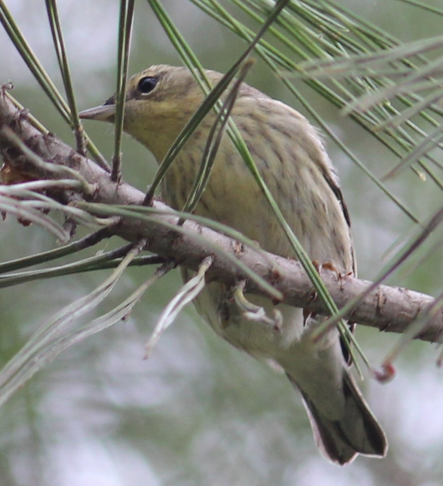 Setophaga sp. - Tom Benson