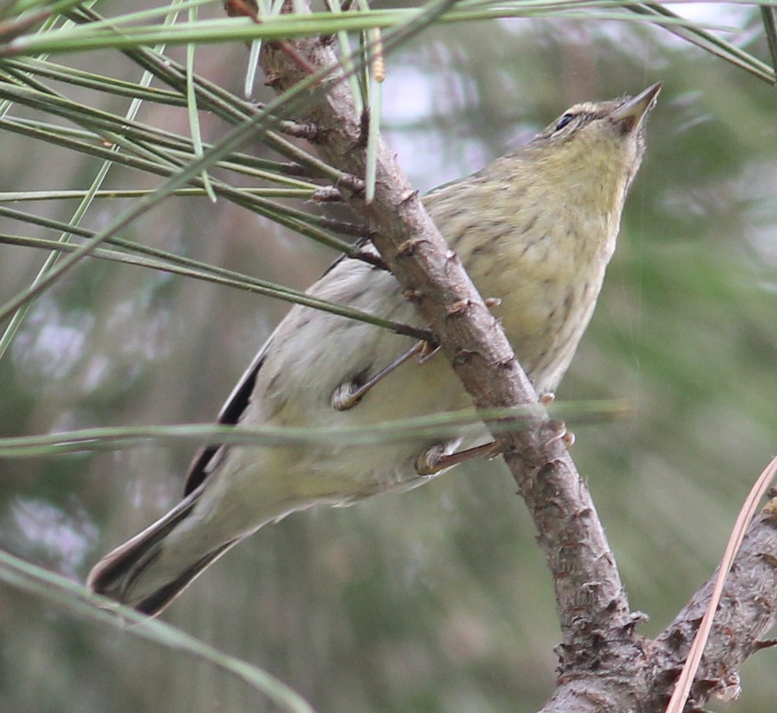 Setophaga sp. - Tom Benson