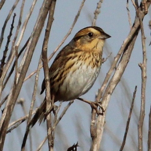 Nelson's Sparrow - ML129518601