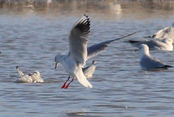 Black-headed Gull - ML129519011