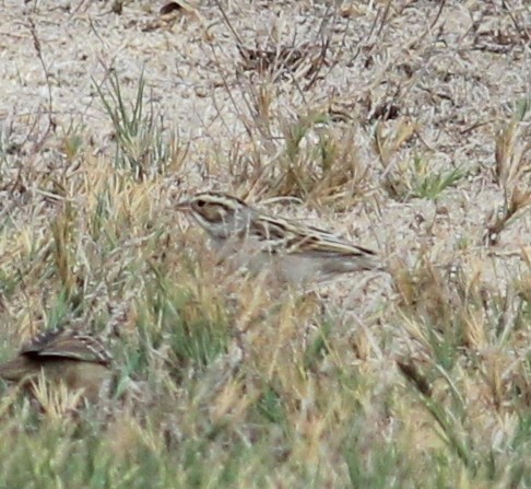 Clay-colored Sparrow - ML129519311