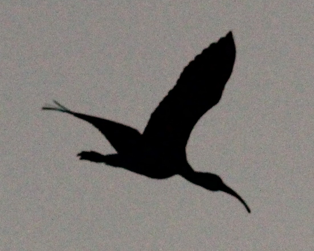 ibis bílý - ML129519411