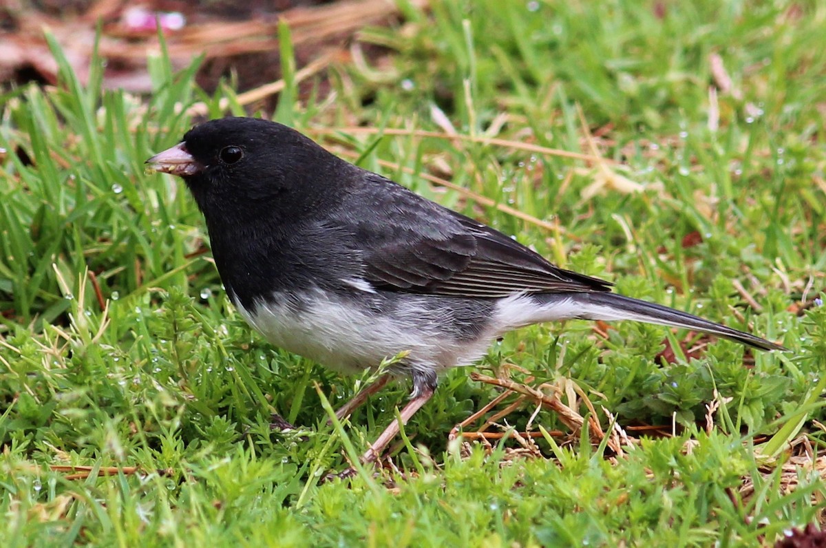 Junco Ojioscuro (cismontanus) - ML129519931