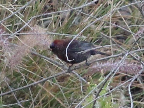 Varied Bunting - ML129520121