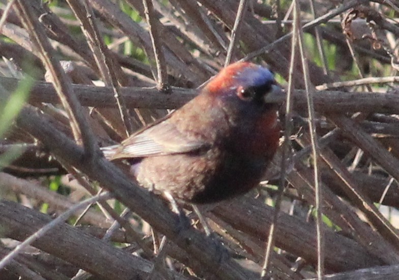 Varied Bunting - ML129520131