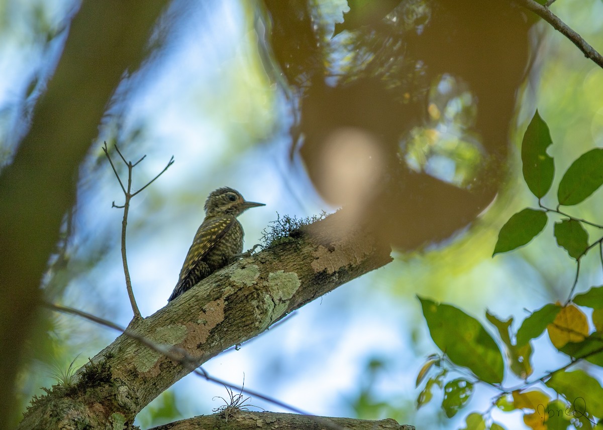 White-spotted Woodpecker - ML129520151