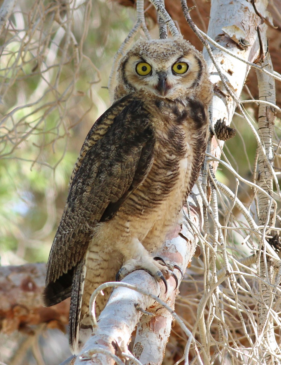 Great Horned Owl - ML129520381