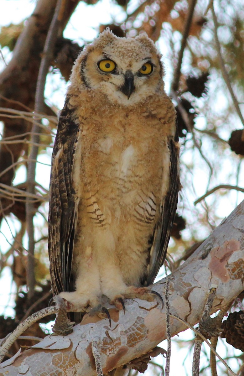 Great Horned Owl - ML129520401