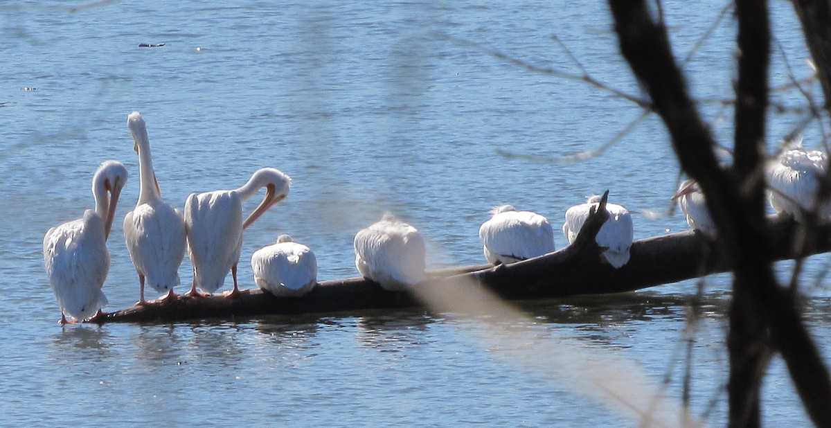 American White Pelican - ML129521751