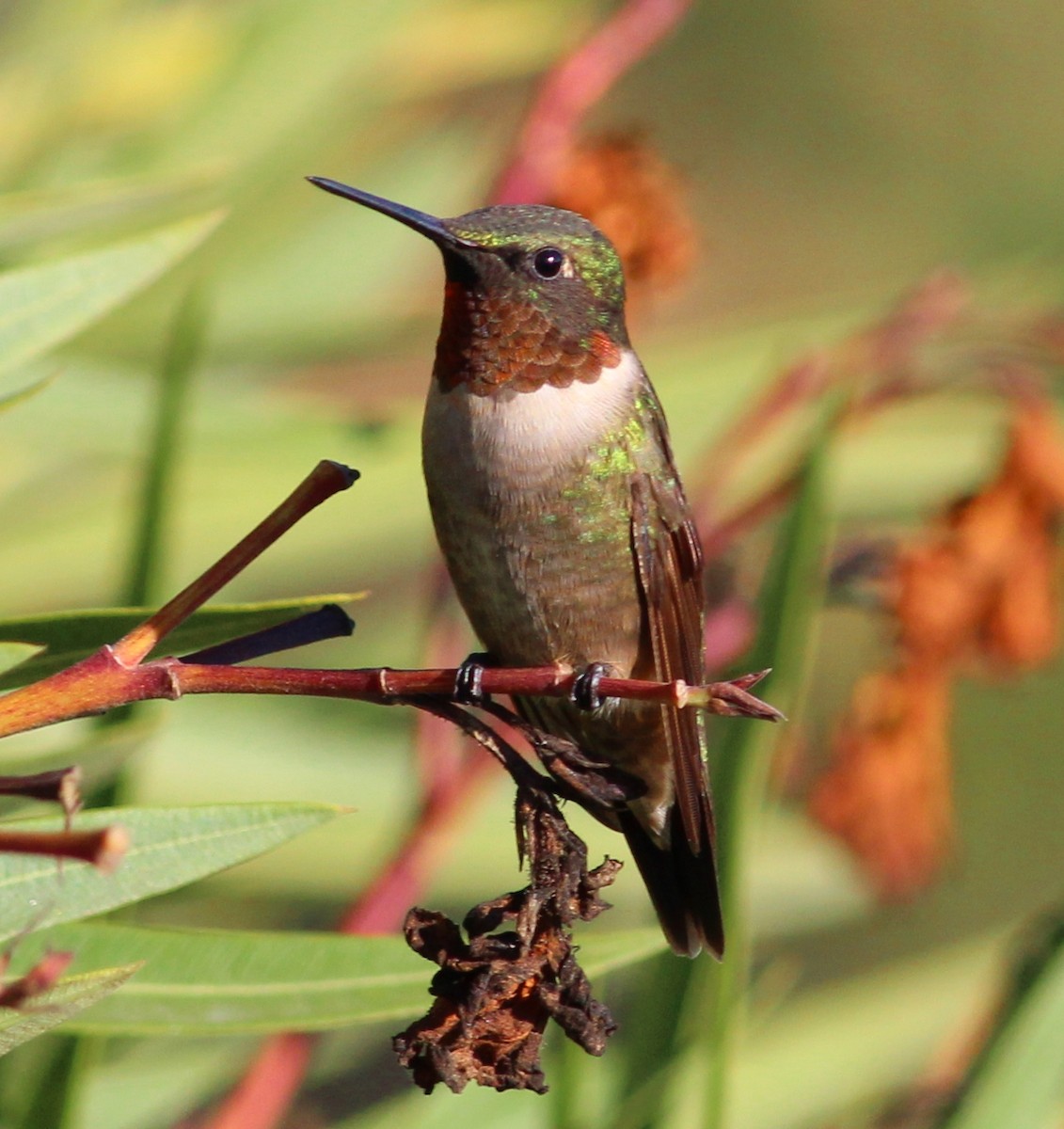 Ruby-throated Hummingbird - ML129521921