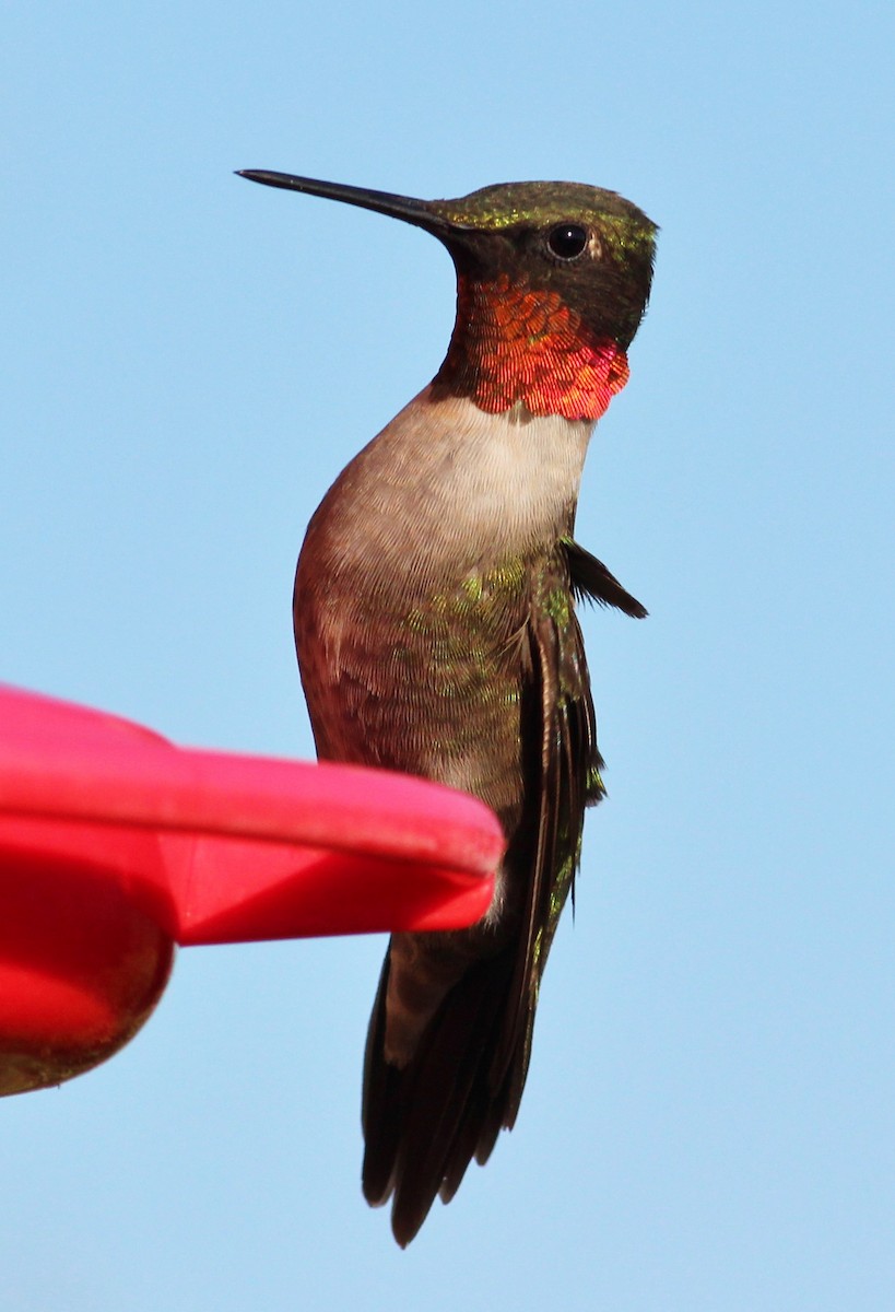 Ruby-throated Hummingbird - ML129521931