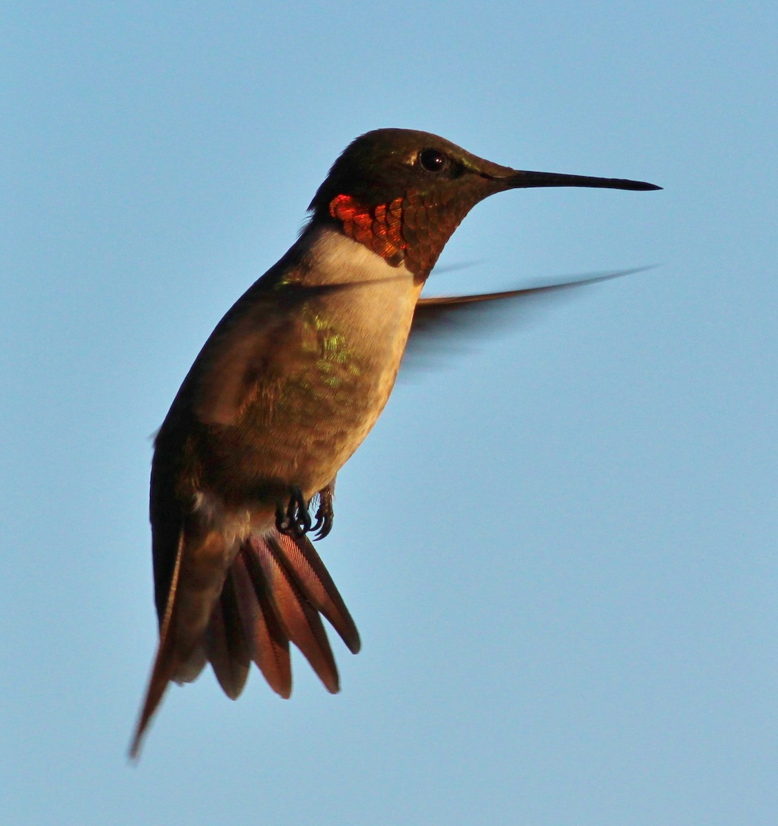 Ruby-throated Hummingbird - ML129521941